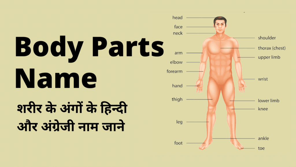 body-parts-name-in-hindi-and-english